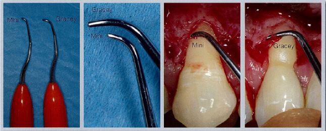 Mini_Gracey.JPG